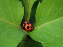 Coelophora bissellata