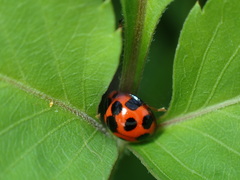 Coelophora bissellata