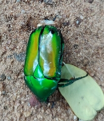 Heterorrhina elegans