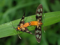 Amata lucerna