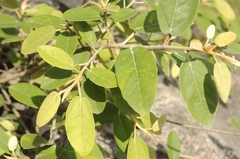 Ficus mollis