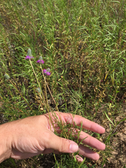 Dalea tenuis