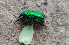 Heterorrhina elegans