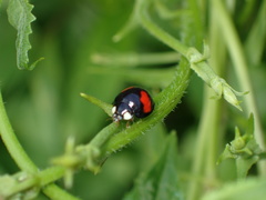Coelophora biplagiata