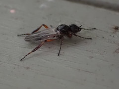 Bibio xanthopus