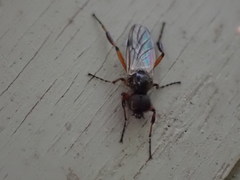 Bibio xanthopus