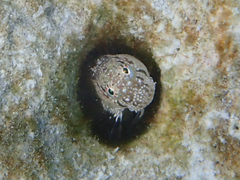 Glyptoparus delicatulus