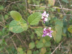 Lantana