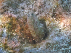 Glyptoparus delicatulus