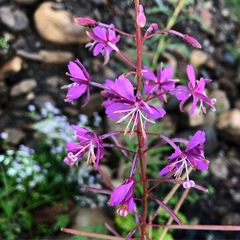 Chamaenerion angustifolium