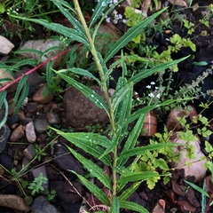 Chamaenerion angustifolium