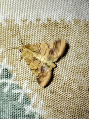 Noctuidae