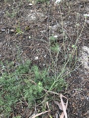 Pycnocomon intermedium