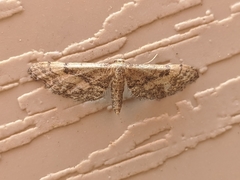 Idaea deitanaria