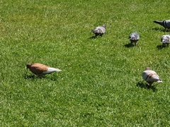 Columba livia domestica