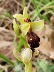 Ophrys fusca
