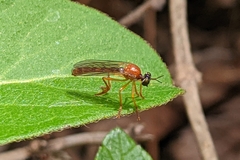 Dioctria rufa