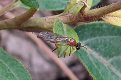 Dioctria rufa