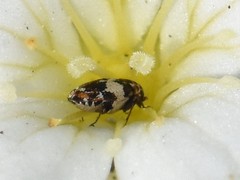 Anthrenus pimpinellae