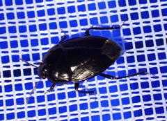 Macroscytus reflexus