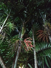 Ptychosperma macarthurii