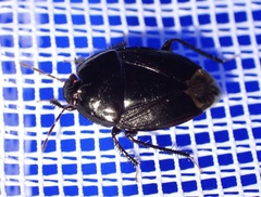 Macroscytus reflexus