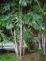 Ptychosperma macarthurii