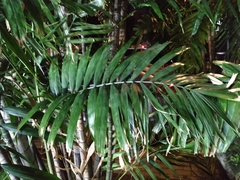 Ptychosperma macarthurii