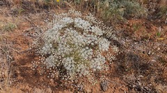 Pimpinella corymbosa