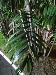 Ptychosperma macarthurii