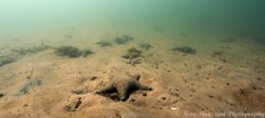 Anthenea sidneyensis