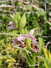 Ophrys kotschyi