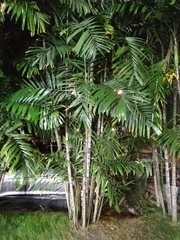 Ptychosperma macarthurii