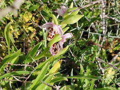 Ophrys kotschyi