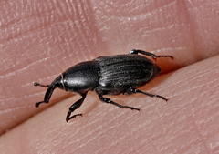 Sphenophorus striatopunctatus