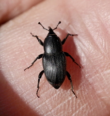 Sphenophorus striatopunctatus