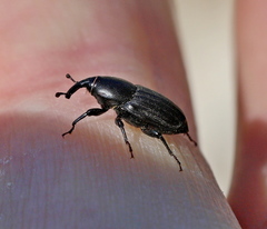 Sphenophorus striatopunctatus