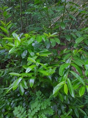 Prunus laurocerasus