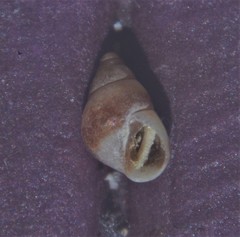 Barleeia unifasciata