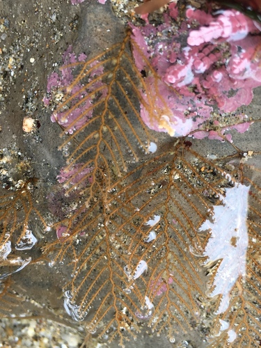 Sertulariidae