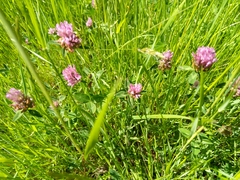 Trifolium pratense