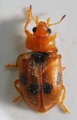 Coccidula scutellata