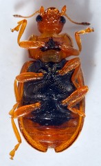 Coccidula scutellata