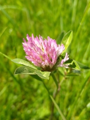 Trifolium pratense