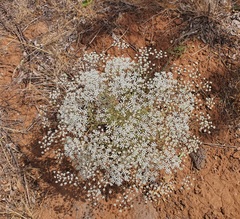 Pimpinella corymbosa