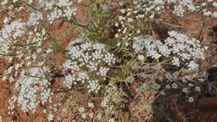 Pimpinella corymbosa