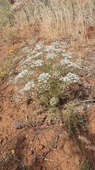 Pimpinella corymbosa