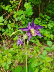 Mountain Columbine (Aquilegia dumeticola)