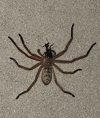 Delena lapidicola