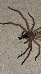 Delena lapidicola